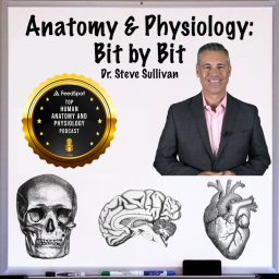 Artwork for Anatomy and Physiology - Bit by Bit
