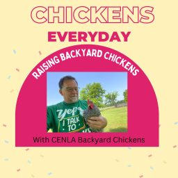 Artwork for Chickens Every Day
