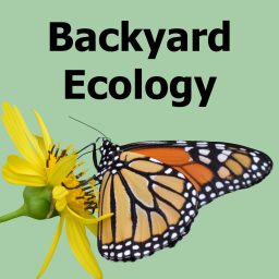 Artwork for Backyard Ecology