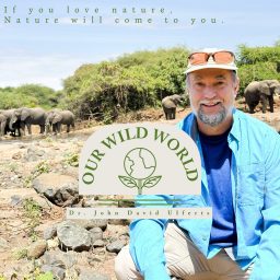 Artwork for Our Wild World