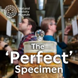 Artwork for The 'Perfect' Specimen