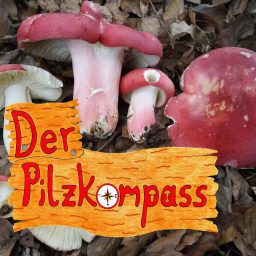 Artwork for Der Pilzkompass