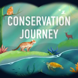 Artwork for Conservation Journey