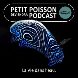 Artwork for Petit Poisson deviendra Podcast