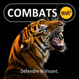 Artwork for Combats