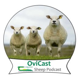 Artwork for OviCast