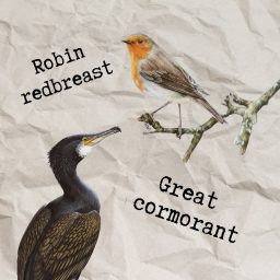 Artwork for Kormorán