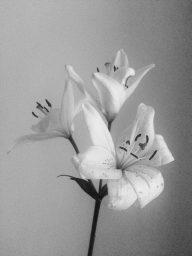 Artwork for Fem Poem