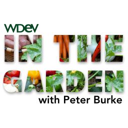 Artwork for In the Garden