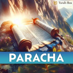 Artwork for Paracha