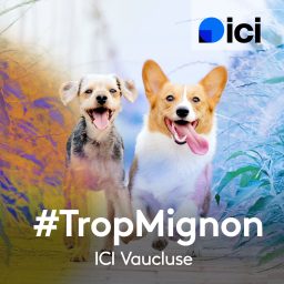 Artwork for #TropMignon