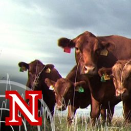 Artwork for UNL BeefWatch