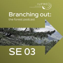 Artwork for Branching out