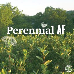 Artwork for Perennial AF